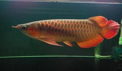 紅龍魚怎么樣喂長得快一點：紅龍魚幼年期營養需求，紅龍魚食物處理技巧，紅龍魚快速生長