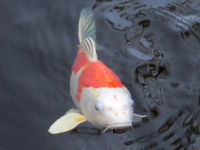 星點金龍魚選購誤區(qū)解析：星點金龍魚選購誤區(qū)解析，