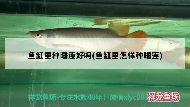 魚缸里種睡蓮好嗎(魚缸里怎樣種睡蓮)
