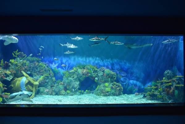 想開個水族館怎么開店（如何開設水族館）