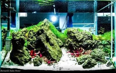 想開(kāi)個(gè)水族館怎么開(kāi)店(如何開(kāi)設(shè)水族館) 水族館百科(水族館加盟) 第5張 想開(kāi)個(gè)水族館怎么開(kāi)店(如何開(kāi)設(shè)水族館) 想開(kāi)個(gè)水族館怎么開(kāi)店(如何開(kāi)設(shè)水族館) 水族館百科(水族館加盟) 第5張