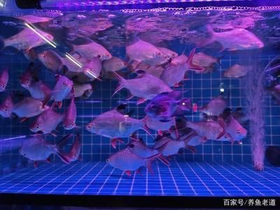 想開(kāi)個(gè)水族館怎么開(kāi)店(如何開(kāi)設(shè)水族館) 水族館百科(水族館加盟) 第6張 想開(kāi)個(gè)水族館怎么開(kāi)店(如何開(kāi)設(shè)水族館) 想開(kāi)個(gè)水族館怎么開(kāi)店(如何開(kāi)設(shè)水族館) 水族館百科(水族館加盟) 第6張