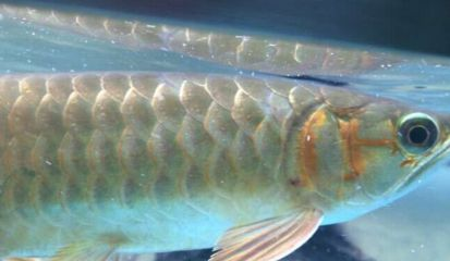 紅龍魚是什么意思：紅龍魚在風(fēng)水學(xué)中具有招財(cái)旺運(yùn)的作用，紅龍魚的作用