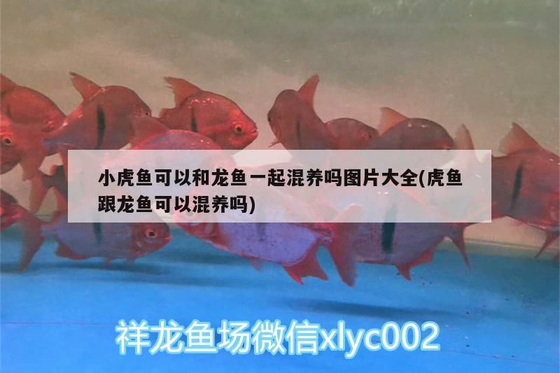 小虎魚可以和龍魚一起混養(yǎng)嗎圖片大全(虎魚跟龍魚可以混養(yǎng)嗎) 虎魚百科 第2張 小虎魚可以和龍魚一起混養(yǎng)嗎圖片大全(虎魚跟龍魚可以混養(yǎng)嗎) 小虎魚可以和龍魚一起混養(yǎng)嗎圖片大全(虎魚跟龍魚可以混養(yǎng)嗎) 虎魚百科 第2張