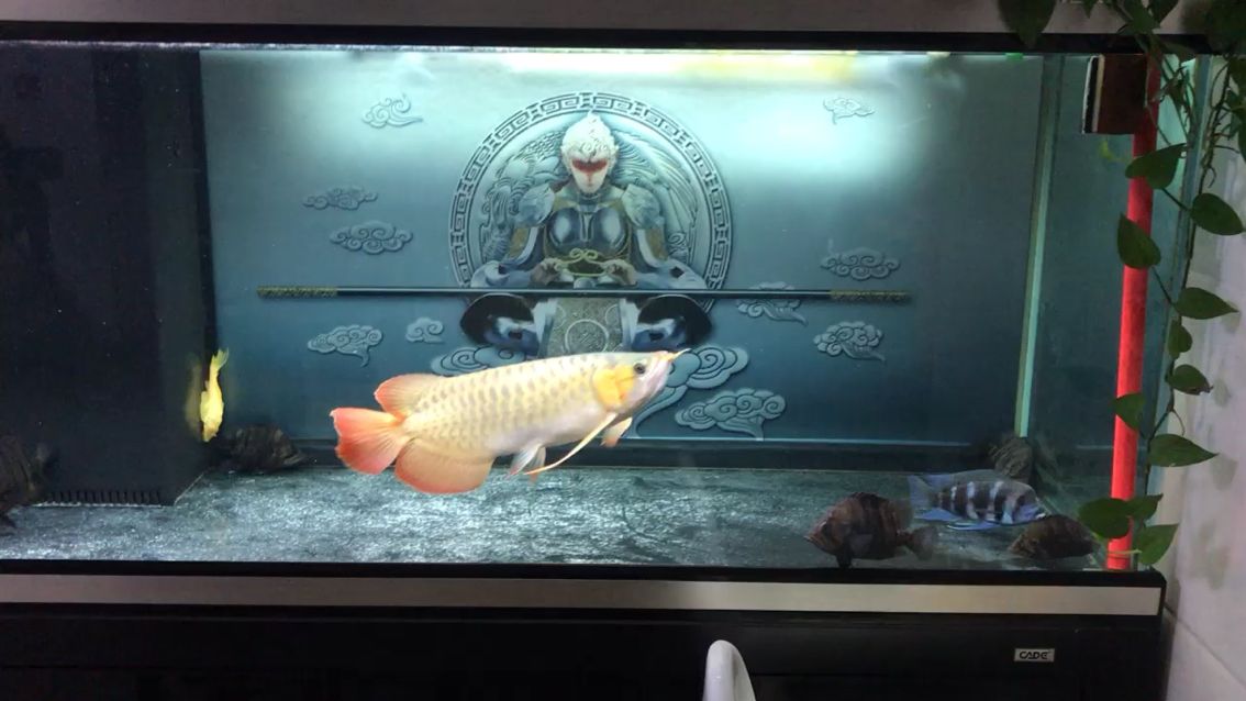 廣州水族館快一年還看不到發色