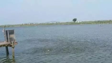 魟魚顏色變淺：魟魚顏色變淺可能是由于多種原因引起的