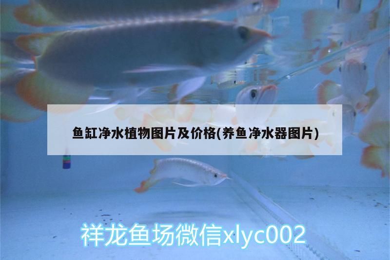 魚缸凈水植物圖片及價格(養魚凈水器圖片) 魚缸凈水植物圖片及價格(養魚凈水器圖片) 錦鯉魚百科 第3張