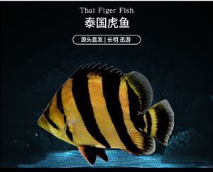 詳細(xì)閱讀:大湖紅龍魚與普通紅龍的區(qū)別圖片大全(大湖紅龍魚好嗎) 大湖紅龍魚與普通紅龍的區(qū)別圖片大全(大湖紅龍魚好嗎)