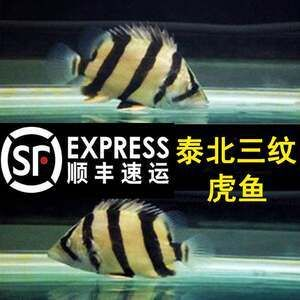 詳細(xì)閱讀:大湖紅龍魚與普通紅龍的區(qū)別圖片大全(大湖紅龍魚好嗎) 大湖紅龍魚與普通紅龍的區(qū)別圖片大全(大湖紅龍魚好嗎)
