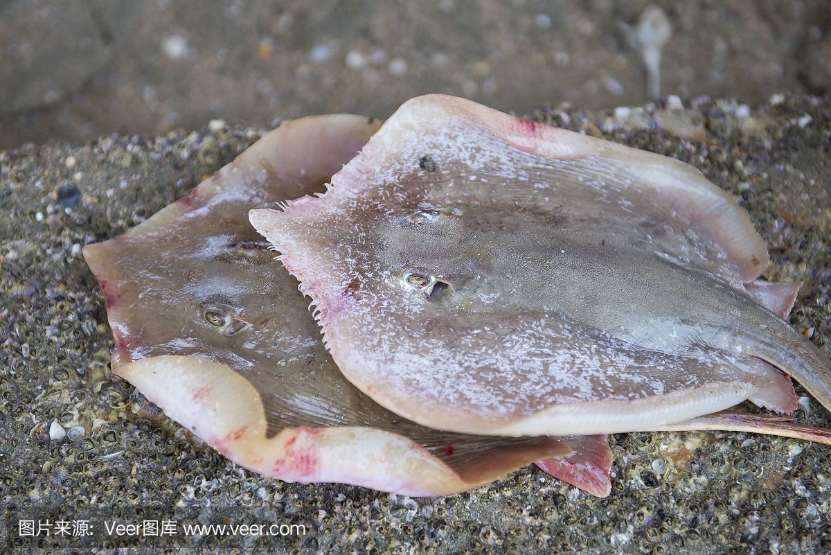 魟魚褪皮：魟魚褪皮怎么辦 魟魚褪皮：魟魚褪皮怎么辦 魟魚百科 第1張