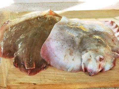 魟魚褪皮：魟魚褪皮怎么辦 魟魚褪皮：魟魚褪皮怎么辦 魟魚百科 第4張
