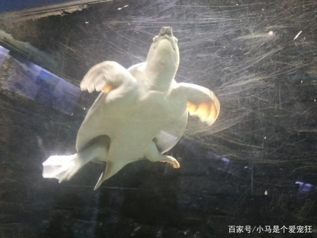 豬鼻龜產(chǎn)卵視頻:如何區(qū)分豬鼻龜?shù)男詣e 豬鼻龜百科 第2張 豬鼻龜產(chǎn)卵視頻:如何區(qū)分豬鼻龜?shù)男詣e 豬鼻龜產(chǎn)卵視頻:如何區(qū)分豬鼻龜?shù)男詣e 豬鼻龜百科 第2張