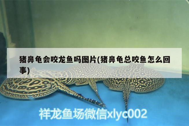 豬鼻龜會咬龍魚嗎圖片(豬鼻龜總咬魚怎么回事) 豬鼻龜百科 第2張 豬鼻龜會咬龍魚嗎圖片(豬鼻龜總咬魚怎么回事) 豬鼻龜會咬龍魚嗎圖片(豬鼻龜總咬魚怎么回事) 豬鼻龜百科 第2張