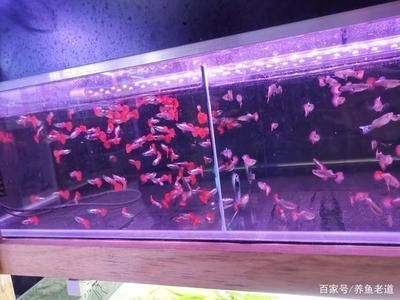 2024年廣州世界觀賞魚珍品大觀：2020年廣州世界觀賞魚珍品大觀賞魚珍品大觀活動時間
