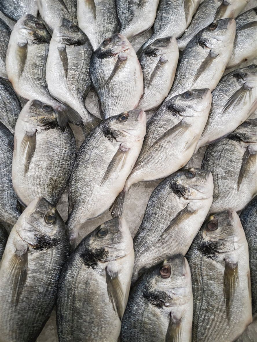 什么魚魚頭有毒不能吃的呢（魚頭有毒嗎是什么毒）