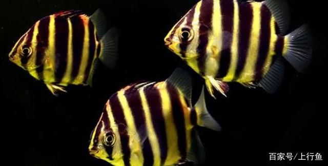 養(yǎng)金龍魚需要放鹽嗎(養(yǎng)銀龍魚需要放鹽嗎?)