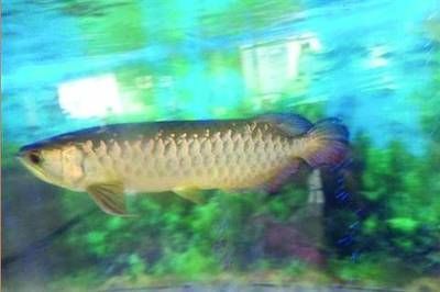 金龍魚司法拍賣影響分析：金龍魚司法拍賣在現代法律框架內價值與影響