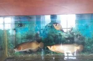 金龍魚司法拍賣影響分析：金龍魚司法拍賣在現代法律框架內價值與影響