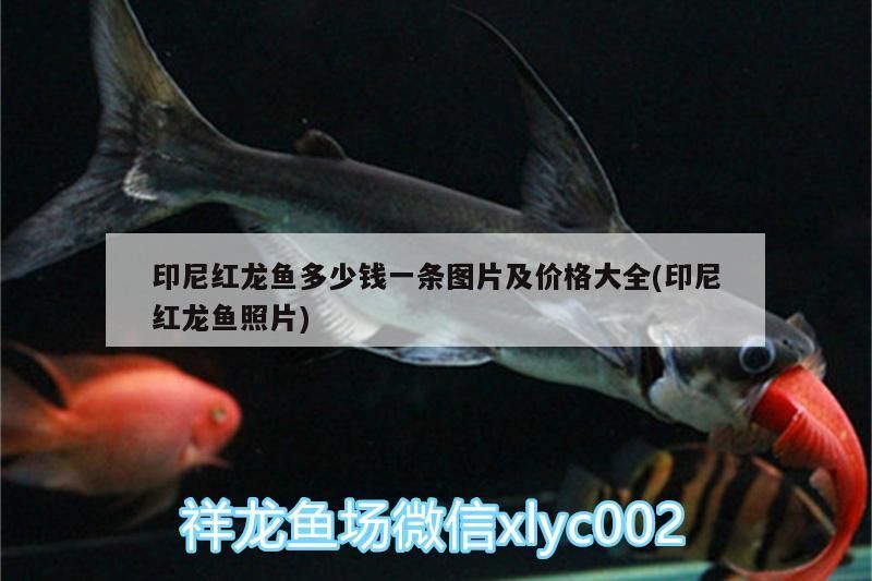 印尼紅龍魚多少錢一條圖片及價格大全(印尼紅龍魚照片)