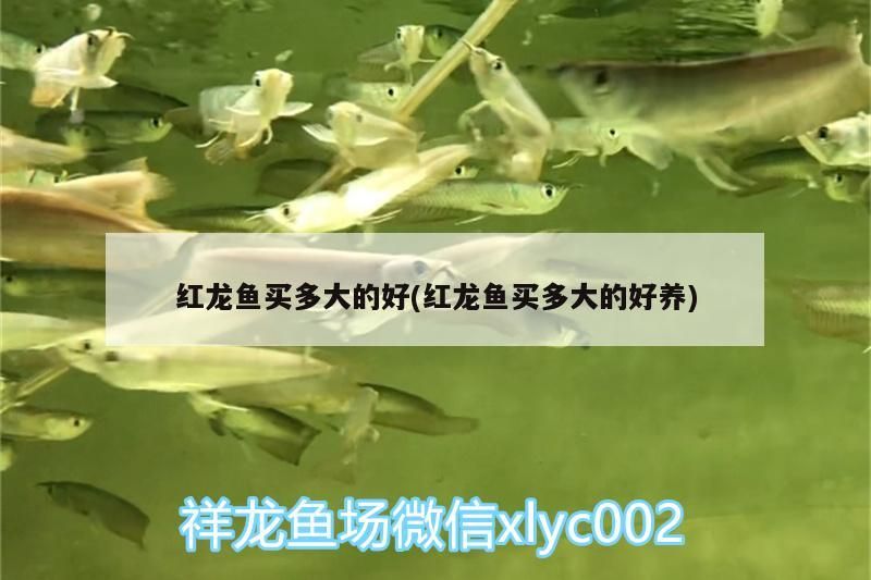 紅龍魚和金龍魚的特征區別圖片對比(金龍魚的區分)