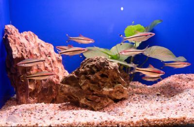 品牌水族館加盟排行榜前十名有哪些呢：品水族館加盟排行榜 品牌水族館加盟排行榜前十名有哪些呢：品水族館加盟排行榜 水族館百科（水族館加盟） 第3張