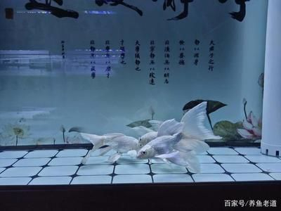 虎魚和蝴蝶鯉魚一起養可以嗎：虎魚和蝴蝶鯉魚可以一起養嗎