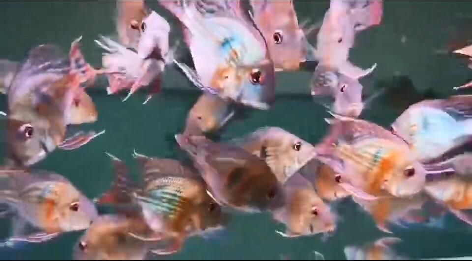 又一種所謂的元寶鳳凰魚。魚友分辨分辨。值得學習：元寶鳳凰魚怎么養？ 又一種所謂的元寶鳳凰魚。魚友分辨分辨。值得學習：元寶鳳凰魚怎么養？ 元寶鳳凰魚百科 第3張