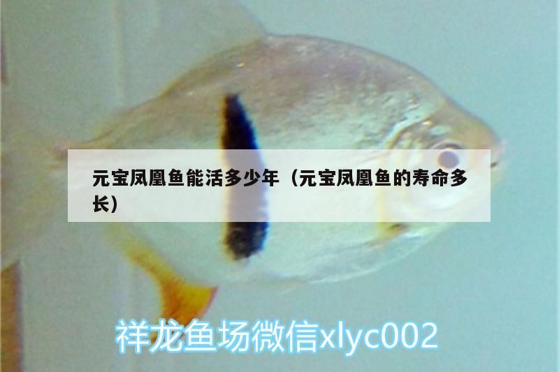 元寶鳳凰魚能活多少年（元寶鳳凰魚的壽命多長） 元寶鳳凰魚能活多少年（元寶鳳凰魚的壽命多長） 元寶鳳凰魚百科 第3張