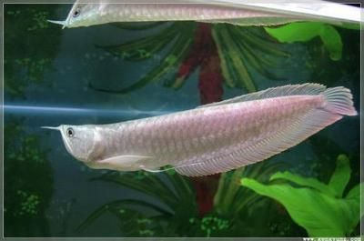 星點金龍魚養護技巧：星點金龍魚的養護技巧