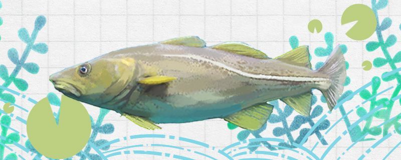 鱈魚(yú)有鱗嗎是無(wú)鱗魚(yú)嗎