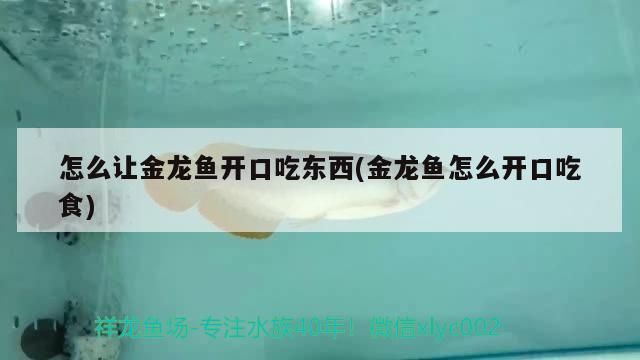怎么讓金龍魚開口吃東西(金龍魚怎么開口吃食) 怎么讓金龍魚開口吃東西(金龍魚怎么開口吃食) 元寶鳳凰魚百科 第3張