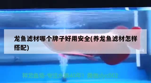 龍魚濾材哪個(gè)牌子好用安全(養(yǎng)龍魚濾材怎樣搭配)