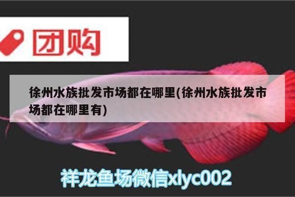 徐州龍魚vs徐州水族批發市場vs徐州水族館vs徐州魚缸批發市場vs祥龍魚場：徐州水族批發市場