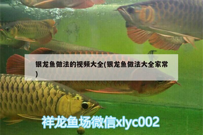 銀龍魚做法的視頻大全(銀龍魚做法大全家常) 銀龍魚做法的視頻大全(銀龍魚做法大全家常) 銀龍魚百科 第3張