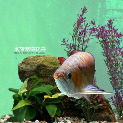 魟魚多少錢一斤