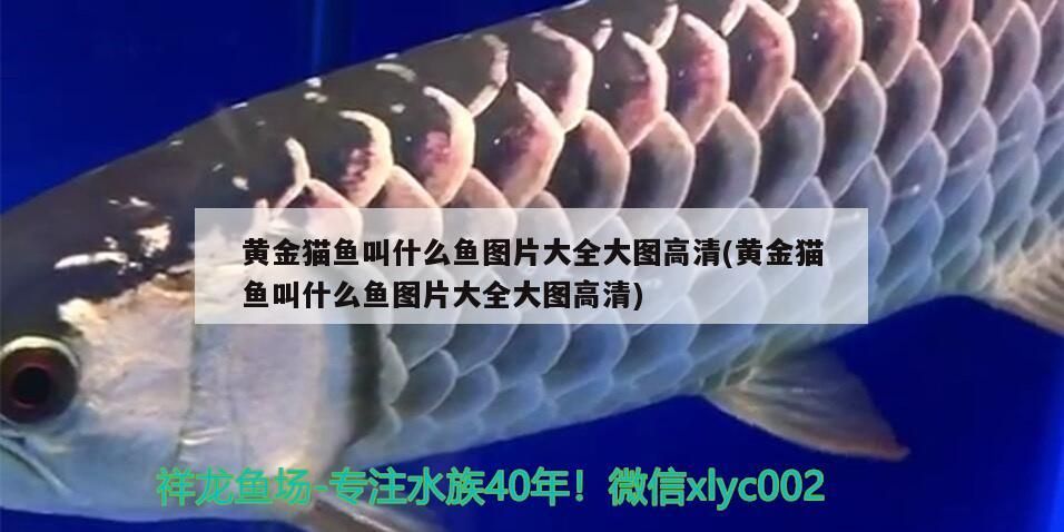 黃金貓魚叫什么魚圖片大全大圖高清(黃金貓魚叫什么魚圖片大全大圖高清) 黃金貓魚叫什么魚圖片大全大圖高清(黃金貓魚叫什么魚圖片大全大圖高清) 黃金貓魚百科 第3張
