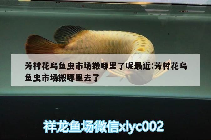 芳村花鳥魚蟲市場搬哪里了呢最近:芳村花鳥魚蟲市場搬哪里去了