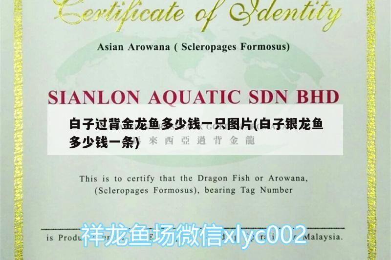 白子過背金龍魚多少錢一只圖片(白子銀龍魚多少錢一條) 白子過背金龍魚多少錢一只圖片(白子銀龍魚多少錢一條) 金龍魚百科 第3張