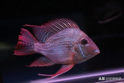 元寶鳳凰魚怎么養(yǎng)的好一點呢:元寶鳳凰魚的飼養(yǎng)方法 元寶鳳凰魚百科 第5張 元寶鳳凰魚怎么養(yǎng)的好一點呢:元寶鳳凰魚的飼養(yǎng)方法 元寶鳳凰魚怎么養(yǎng)的好一點呢:元寶鳳凰魚的飼養(yǎng)方法 元寶鳳凰魚百科 第5張