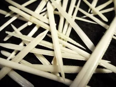魟魚需要剪尾刺嗎為什么：魟魚的尾刺是否需要剪掉，并沒有答案