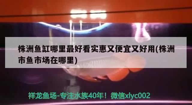 株洲龍魚vs株洲水族批發市場vs株洲水族館vs株洲魚缸批發市場vs祥龍魚場：株洲龍魚、株洲水族批發市場、株洲魚缸批發市場信息 株洲龍魚vs株洲水族批發市場vs株洲水族館vs株洲魚缸批發市場vs祥龍魚場：株洲龍魚、株洲水族批發市場、株洲魚缸批發市場信息 祥龍魚場各市分站 第4張