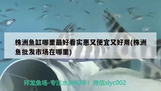 株洲龍魚vs株洲水族批發市場vs株洲水族館vs株洲魚缸批發市場vs祥龍魚場：株洲龍魚、株洲水族批發市場、株洲魚缸批發市場信息 株洲龍魚vs株洲水族批發市場vs株洲水族館vs株洲魚缸批發市場vs祥龍魚場：株洲龍魚、株洲水族批發市場、株洲魚缸批發市場信息 祥龍魚場各市分站 第6張