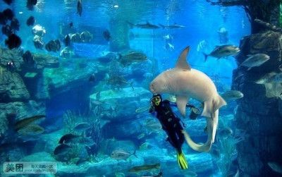 水族館門票價格：2018上海海洋水族館門票價格