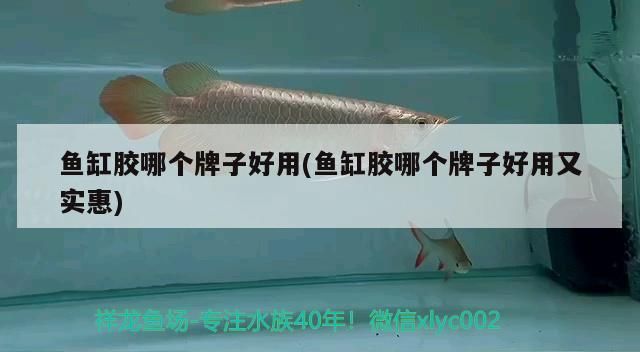 魚缸膠哪個牌子好用(魚缸膠哪個牌子好用又實惠)