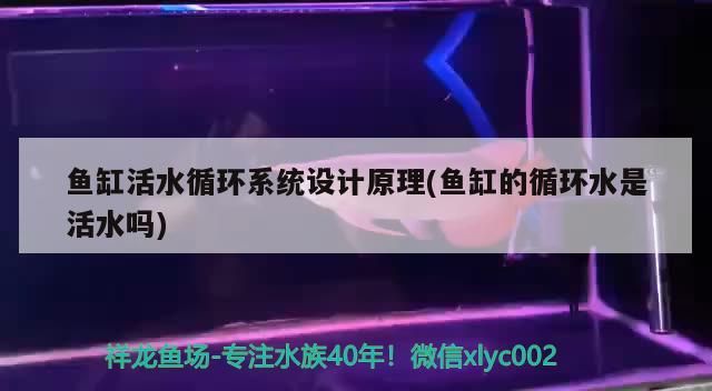 魚缸活水循環系統設計原理(魚缸的循環水是活水嗎)