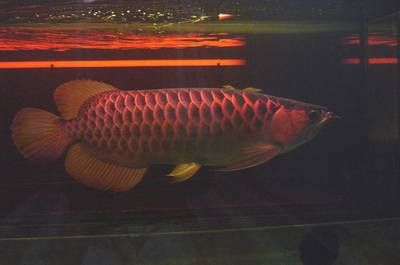 烏蘭察布龍魚vs烏蘭察布水族批發市場vs烏蘭察布水族館vs烏蘭察布魚缸批發市場vs祥龍魚場：烏蘭察布地區涉及龍魚養殖和水族市場的相關實體 烏蘭察布龍魚vs烏蘭察布水族批發市場vs烏蘭察布水族館vs烏蘭察布魚缸批發市場vs祥龍魚場：烏蘭察布地區涉及龍魚養殖和水族市場的相關實體 祥龍魚場各市分站 第6張
