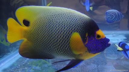 海魚觀賞魚價格走勢（全球觀賞魚市場規模在2022年達54.98億美元）