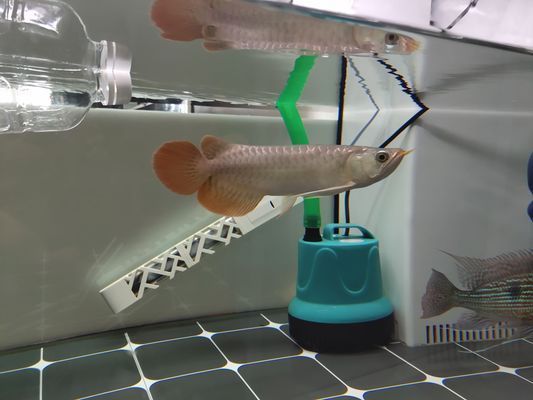梧州龍魚vs梧州水族批發市場vs梧州水族館vs梧州魚缸批發市場vs祥龍魚場：梧州水族市場最新動態梧州水族市場最新動態