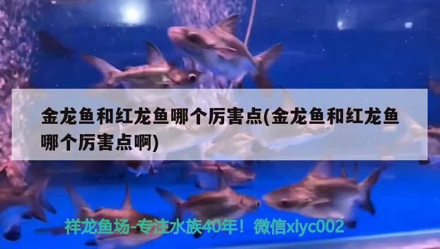 金龍魚和紅龍魚哪個厲害點(金龍魚和紅龍魚哪個厲害點啊)