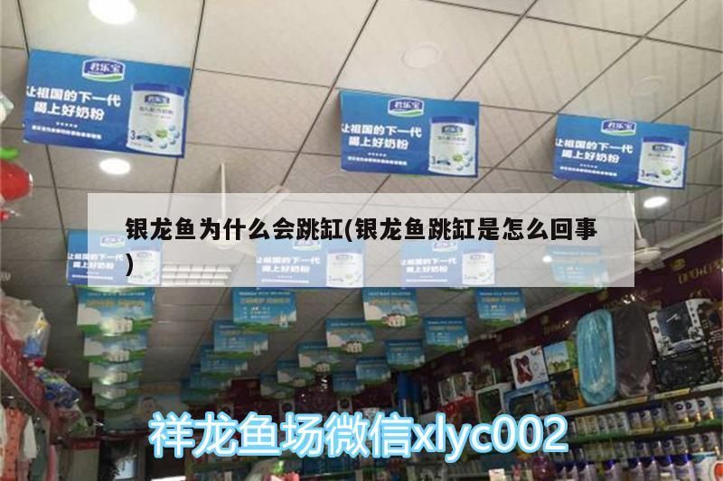 銀龍魚為什么會(huì)跳缸(銀龍魚跳缸是怎么回事)